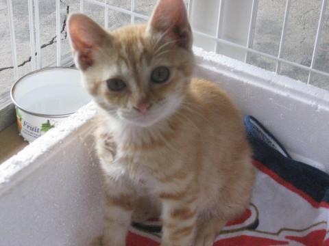 とても可愛らしい猫です。