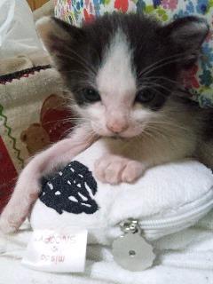 牛柄のハチワレ模様です。
男の