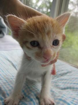 かわいい茶白の男の子こわかくんで