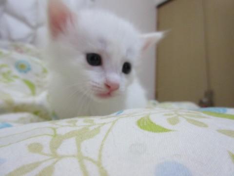 気が優しくて、安定したおだやかな