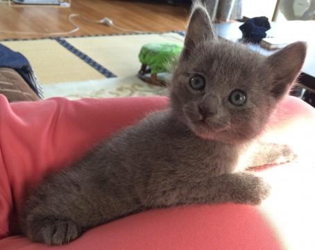 おばあちゃんネコはロシアンブルー