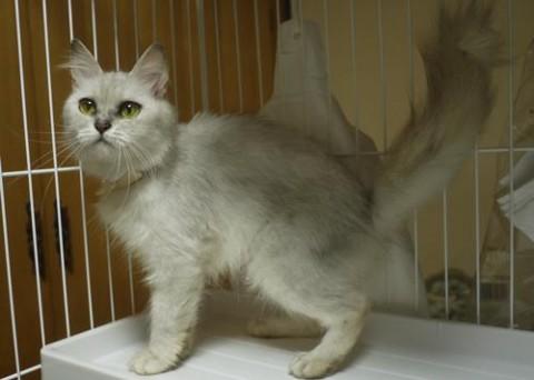 チンチラ系長毛MIX♀ えっちゃ