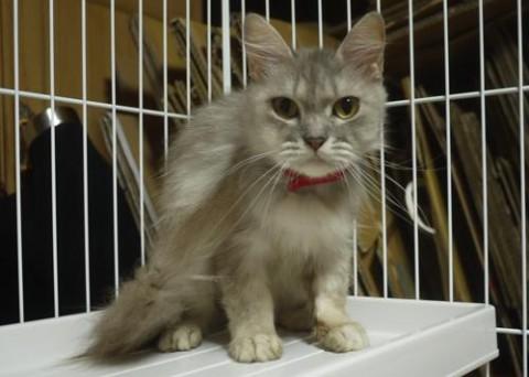 チンチラ系長毛MIX♀ うーちゃ