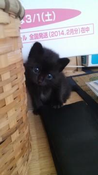 真っ黒　黒猫です。