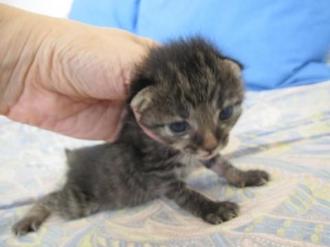 かわいい黒きじの女の子みるちゃん