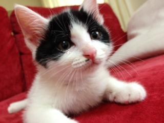 白が多い白黒猫さんです。トイレも