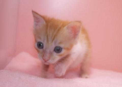 茶シロ♀エンジちゃん　ボブテイル