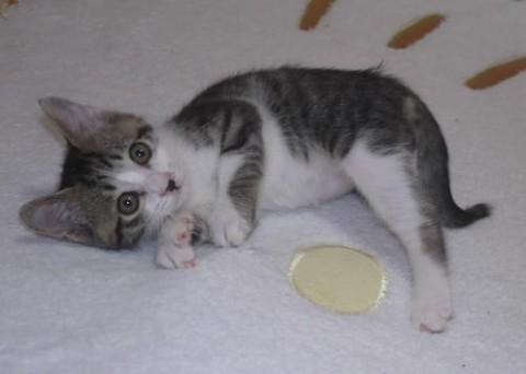 キジシロ♂グリーン君　尾長
育