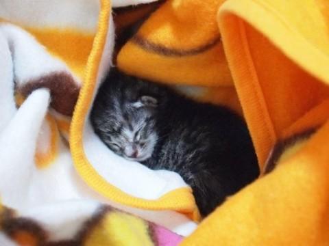 初めはなかなかミルクを飲んでくれ