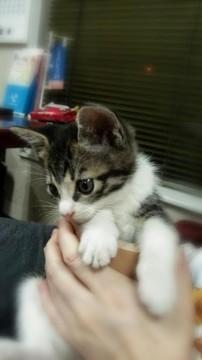 キジ白　しっぽは短めで上にツンと