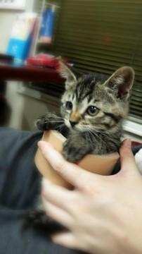 キジトラ　しっぽは超短いです。　