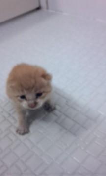 尻尾が長いです。
耳が丸まって