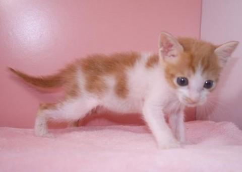 レッドクラッシックタビーー＆ホワ