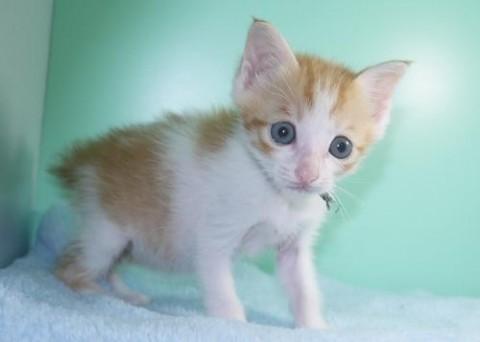 シロ茶♂クロ君　ボブテイル
