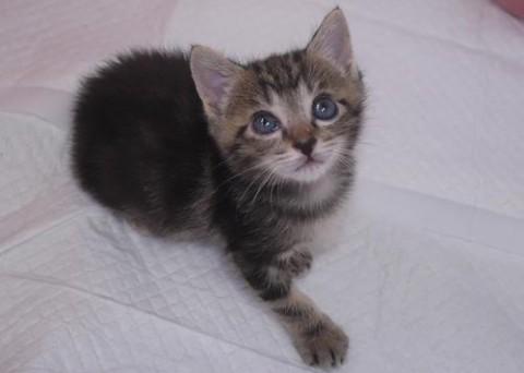 ブラウンクラッシックタビー♀ちゃ