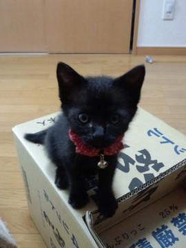 小さいくせに大きな猫に向かってい