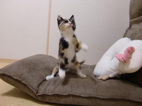 三毛とサビの中間？（獣医さん談）
