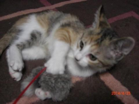 パツチドタビー＆ホワイト(パステ