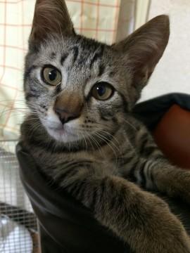 キジトラ
尻尾まっすぐ
甘え