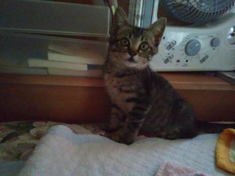 子猫らしい愛くるしい女の子です。