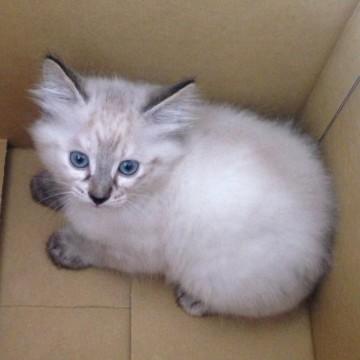 シッポが短いメス猫ちゃんで、お目