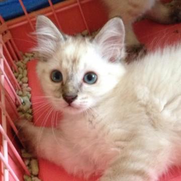 シッポが短いオス猫ちゃんで、お目