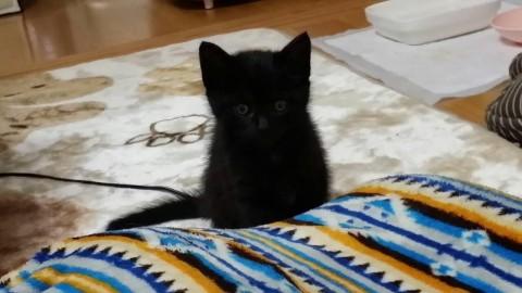 黒色の濃淡しま柄で、行動は俊敏。