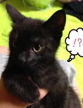 黒猫と灰色の虎の中間？のような外