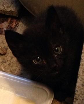 オーソドックスな黒猫のように見え