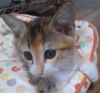 三毛のグレーしま
おおき過ぎる