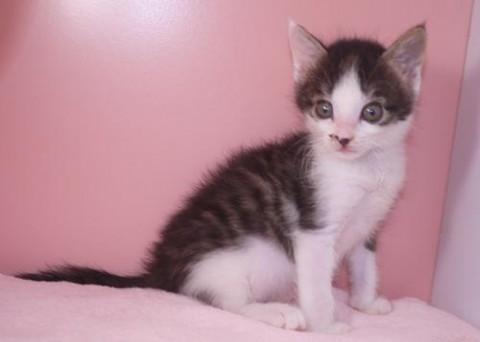 物心つく前から人に育てられたので