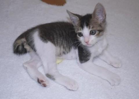 ブラウンアグーティタビー＆ホワイ