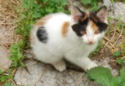 母猫；三毛猫、中くらいの大きさ
