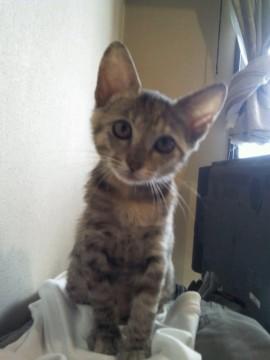 猫カビの影響で所々毛が抜けていま