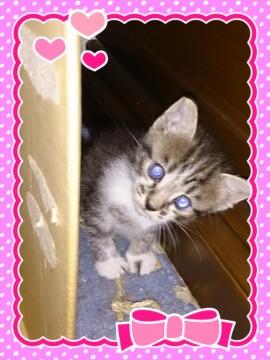 とても元気で人懐こい仔猫です。