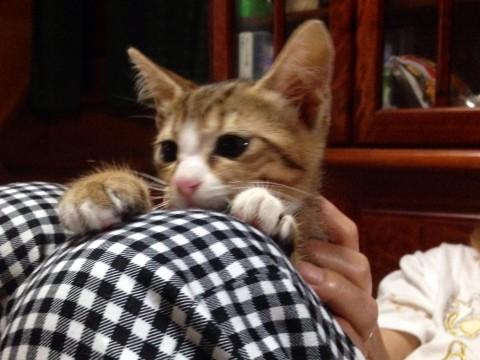 茶色混じりのキジトラさんです。す
