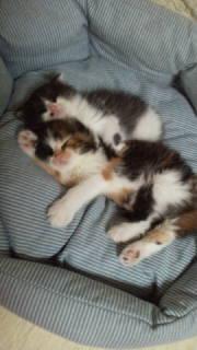 三毛猫姫ちゃんは、洋猫ミックスと