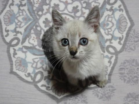 シャムミックス
人なっこく甘え