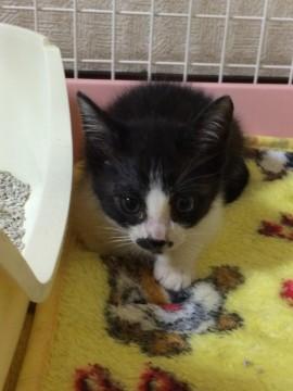 黒白ハチワレ

白黒ブチ
