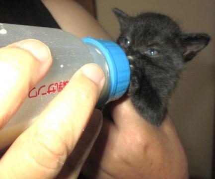 毛色：黒、尾長です。
 現在は