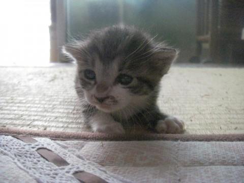 現在生後2週間です。
白キジで