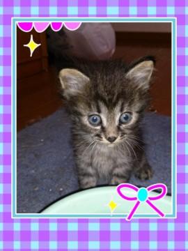 とても人懐こい性格の可愛い仔猫で