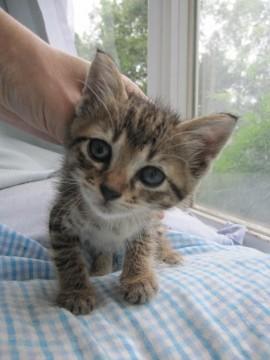 かわいいころころのきじ虎の女の子