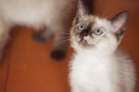 ・小さなお顔の可愛い女の子です。