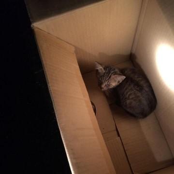 トラサバ
やんちゃで、よく寝ま