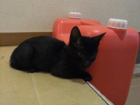 小さくて可愛い顔の黒猫ちゃん、１