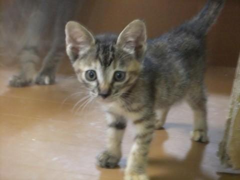 サビキジ  シッポは長くて真っ直