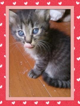 人懐こい性格の可愛い仔猫です。