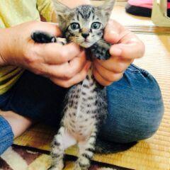 きじトラの男の子です。額にmの模