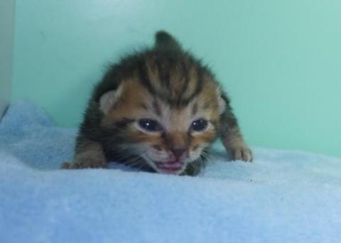 ブラウンクラッシックタビー♂モカ